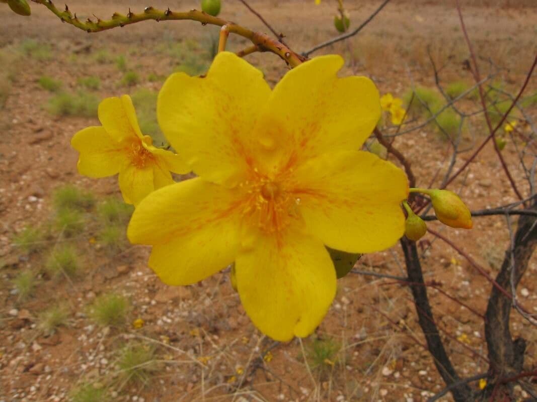 Cochlospermum 5