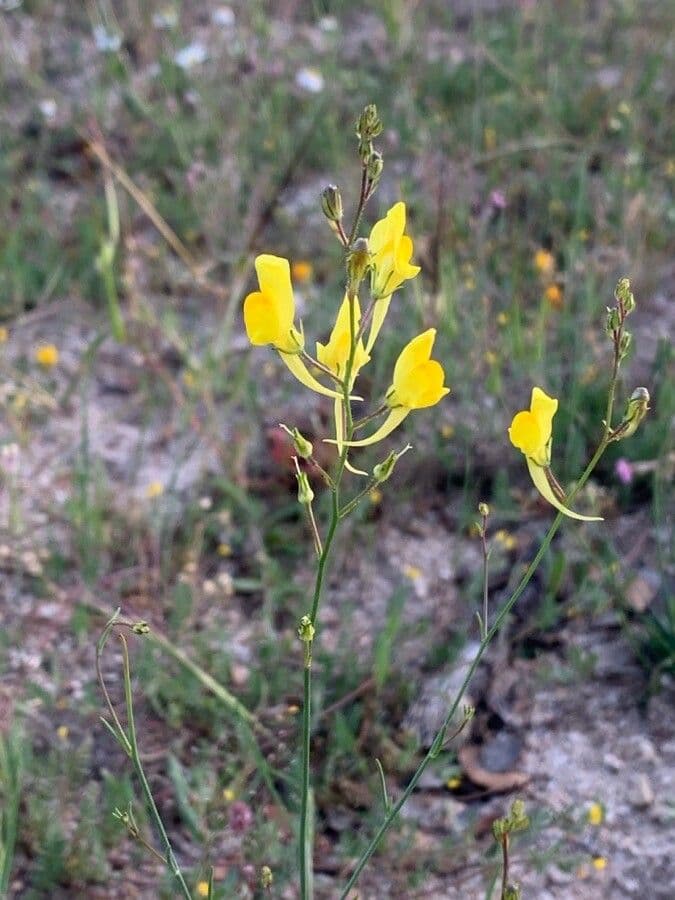 Linaria spartia 7