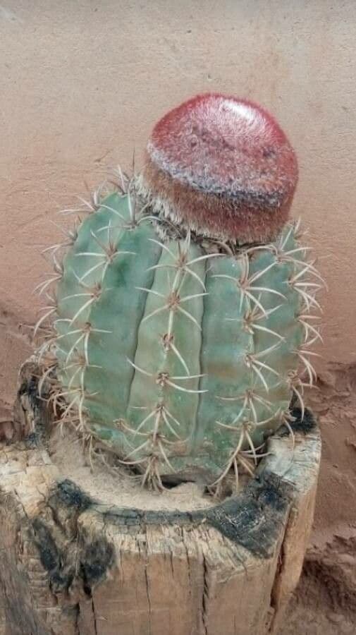 Melocactus nain 23