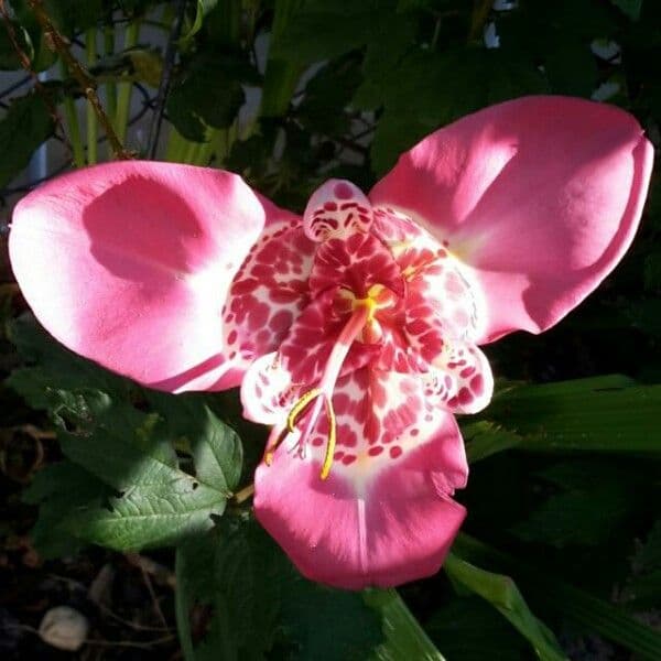 Tigridia 4