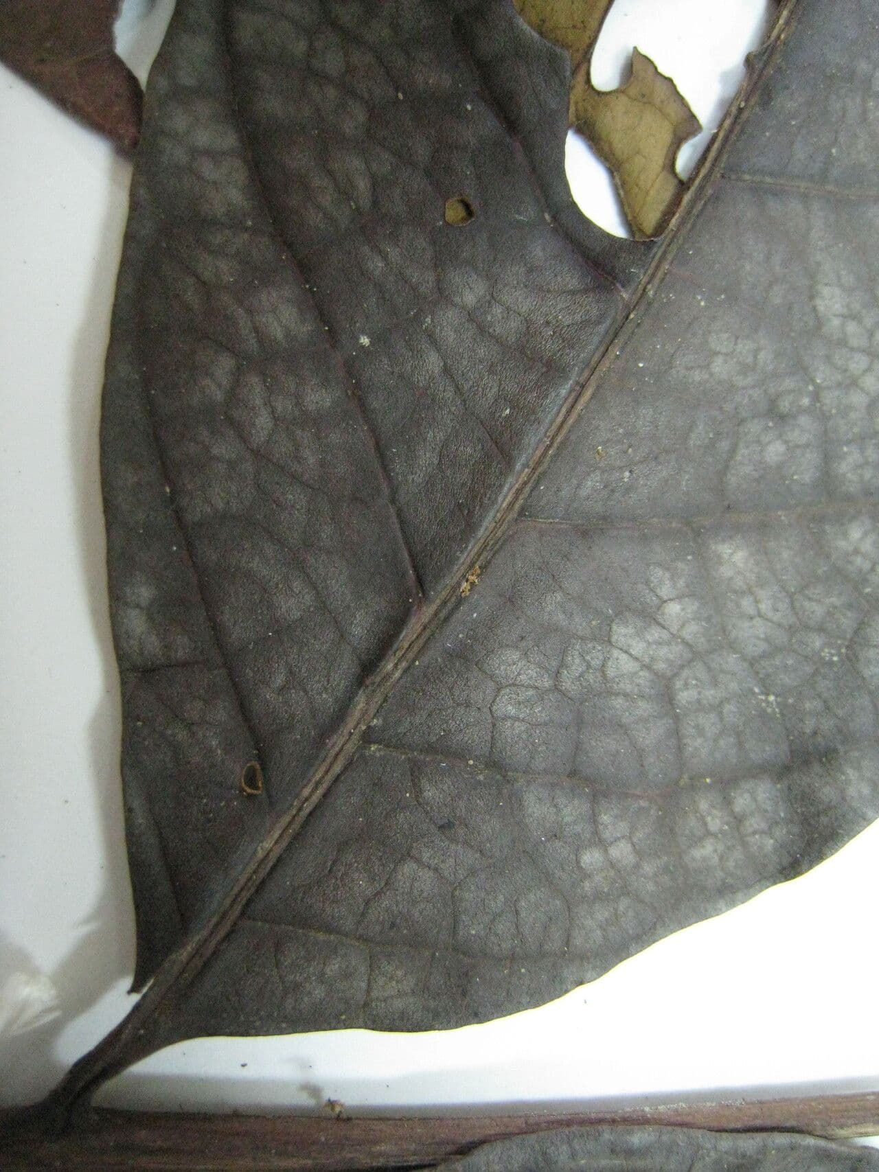 Tapirira 24
