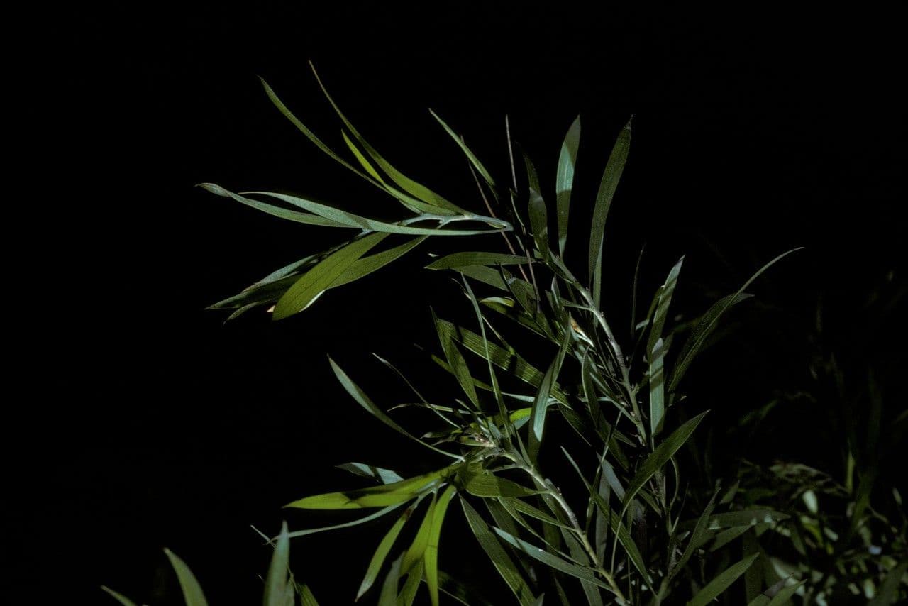 Hakea dactiloida 8