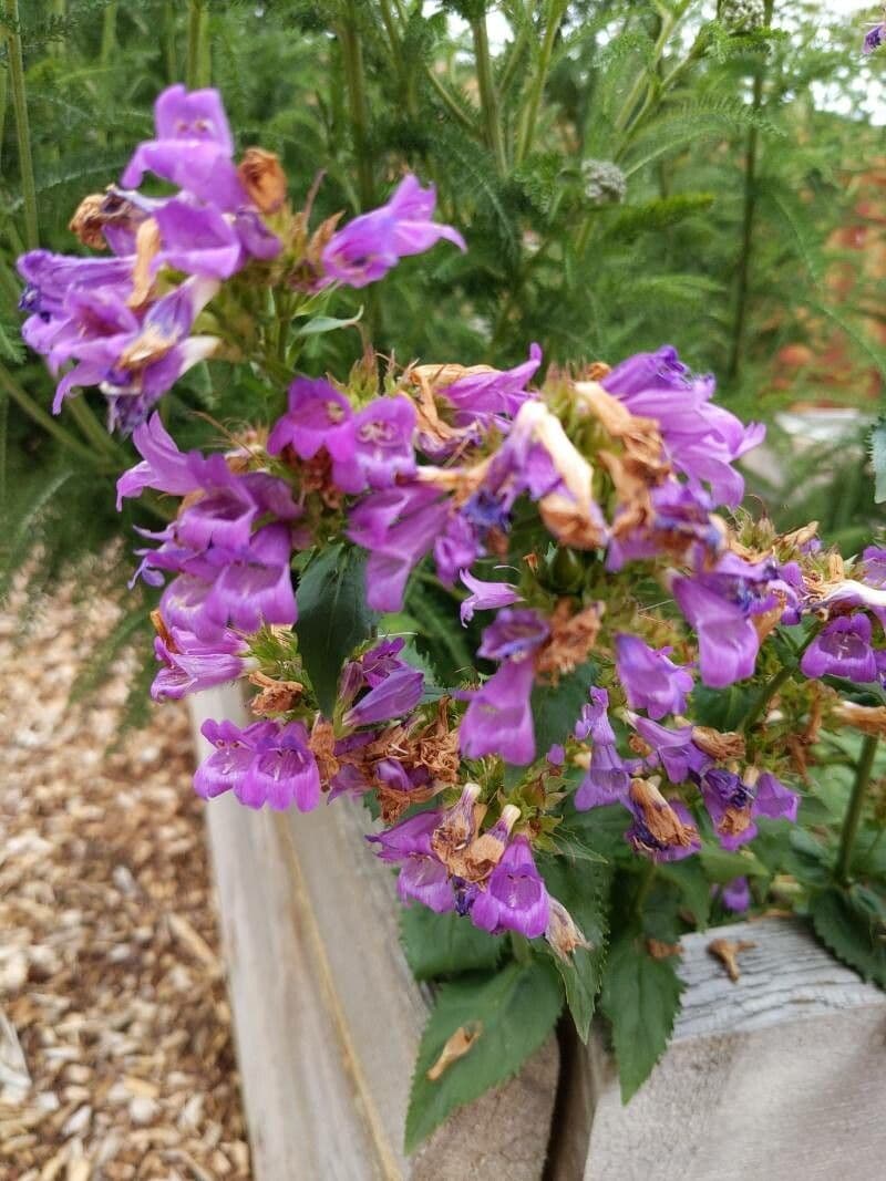 Sägeblättrige Bartblume