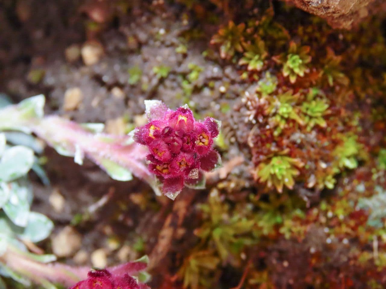 Sassifraga alpina 3