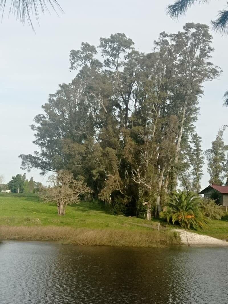 Blauer Eukalyptus 17
