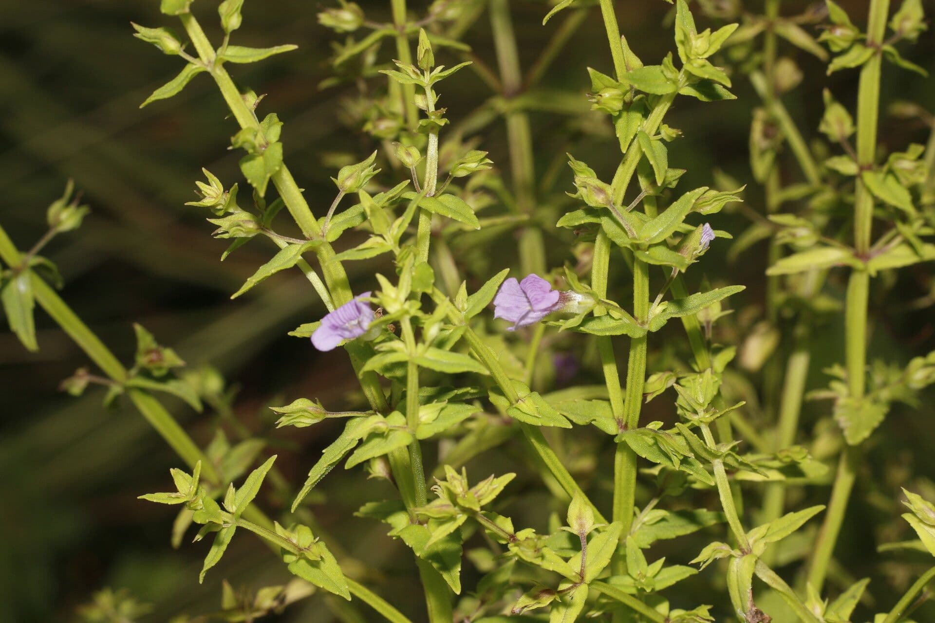 Bacopa laxiflora 8