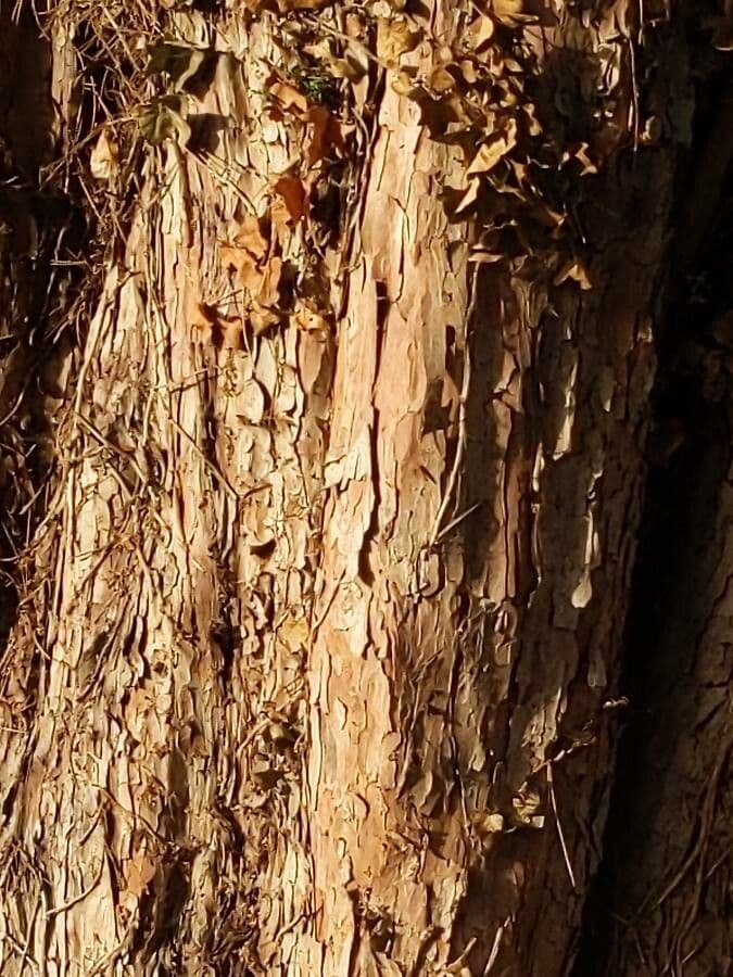 Tsuga diversifolia 13