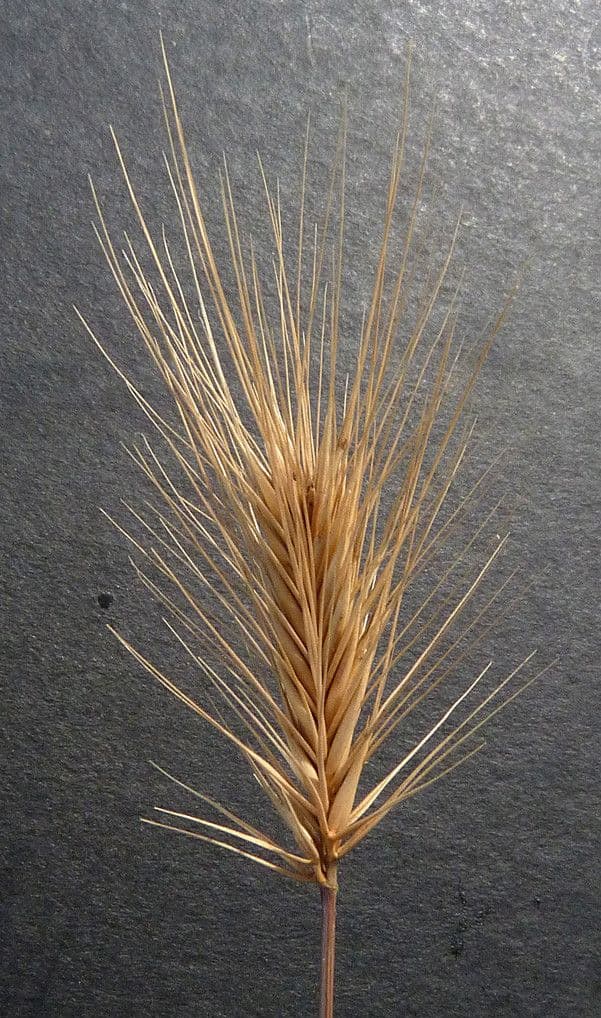 Orzo marittimo 26