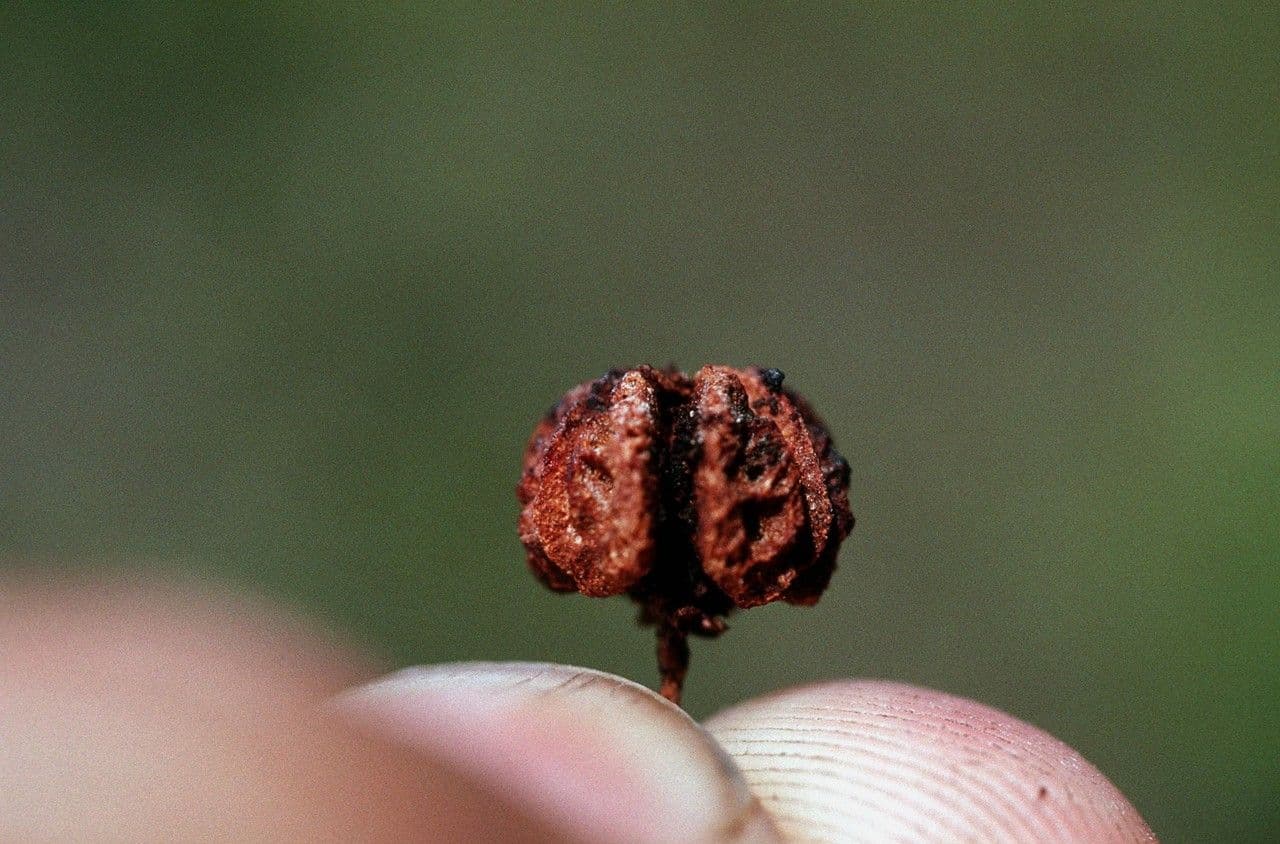Malpighia 2