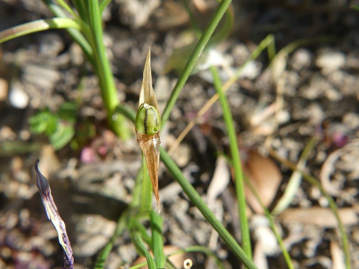 Romulea bulbocodium