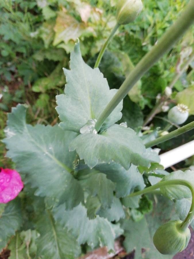 Schlafmohn 18