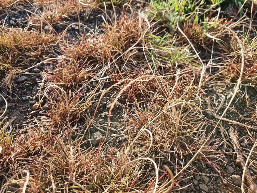 Microchloa 5