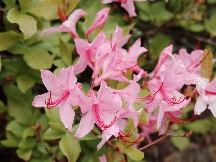 Rododendro 2