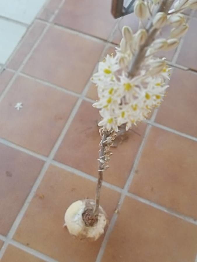 Scilla marittima 29