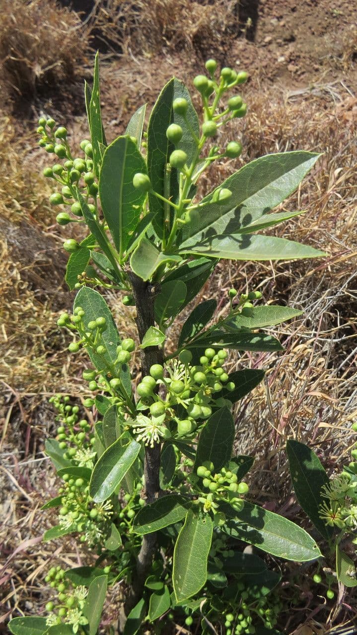 Boscia 22