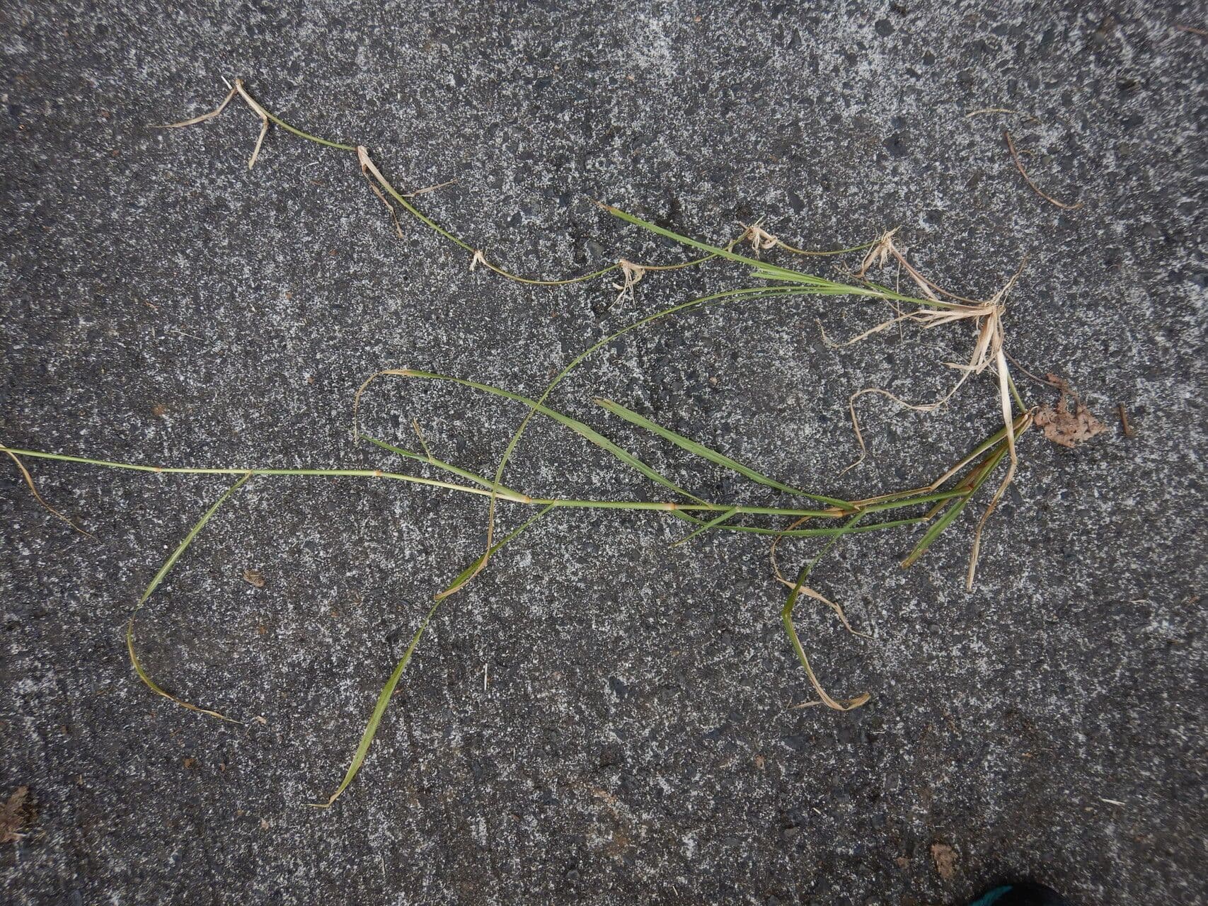 Rhodesgras 12