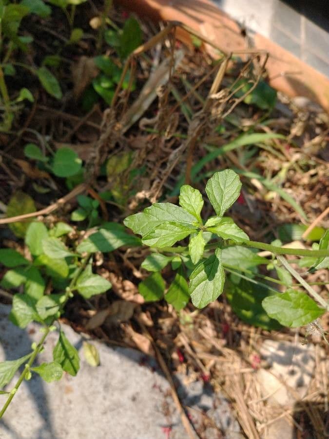 Cyanthillium popelavé 17
