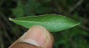 Hydrolea spinosa 5