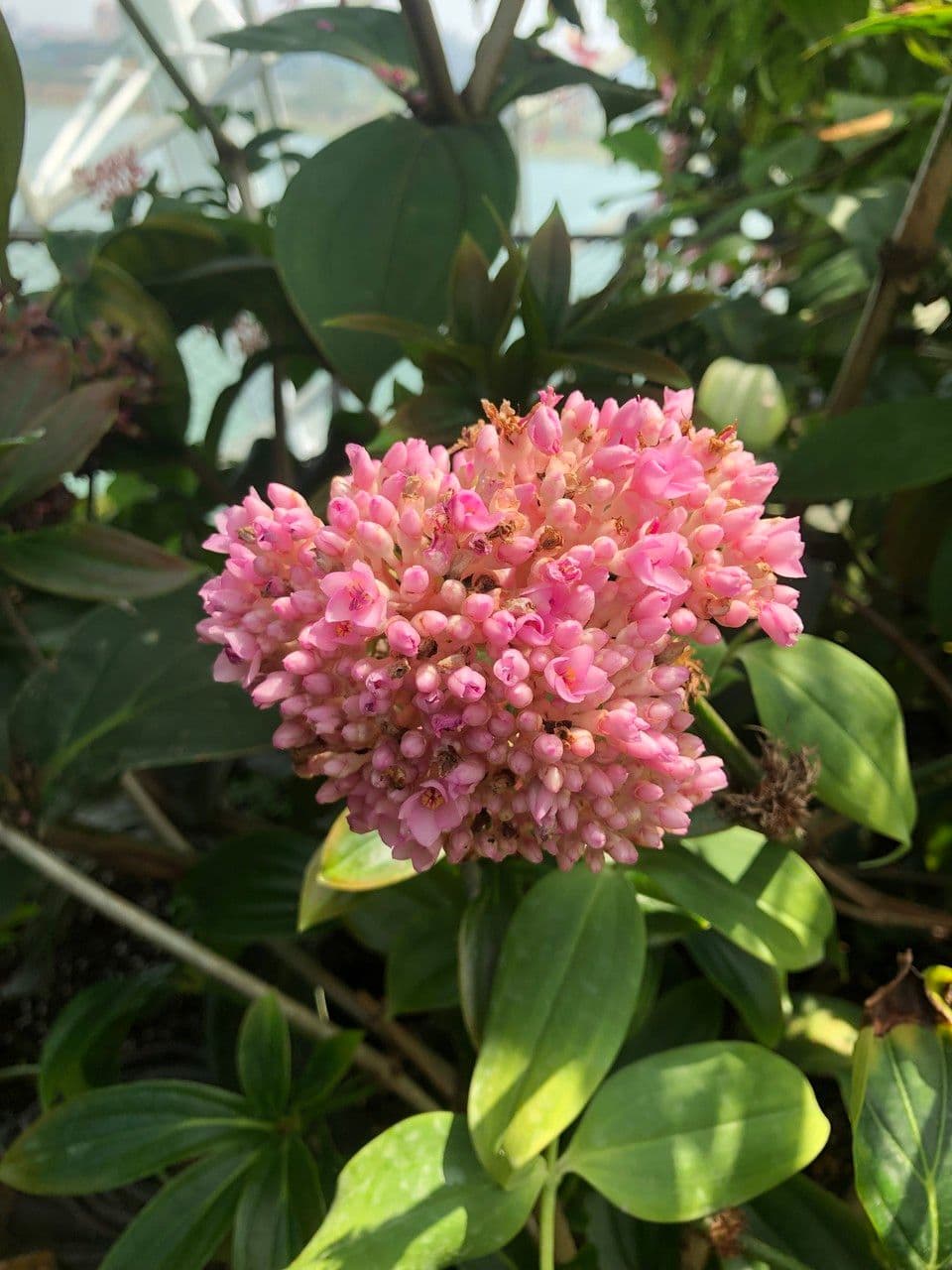 Medinilla 3
