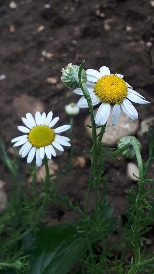 Camomilla romana 11