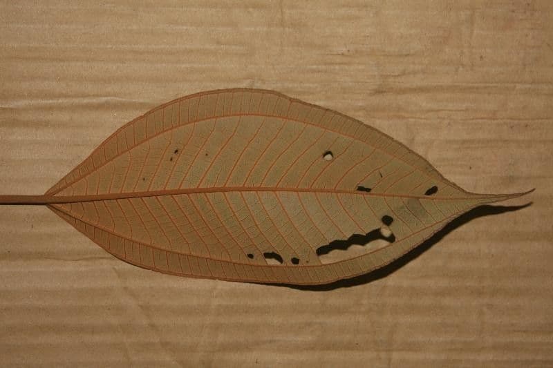 Miconia elata 7