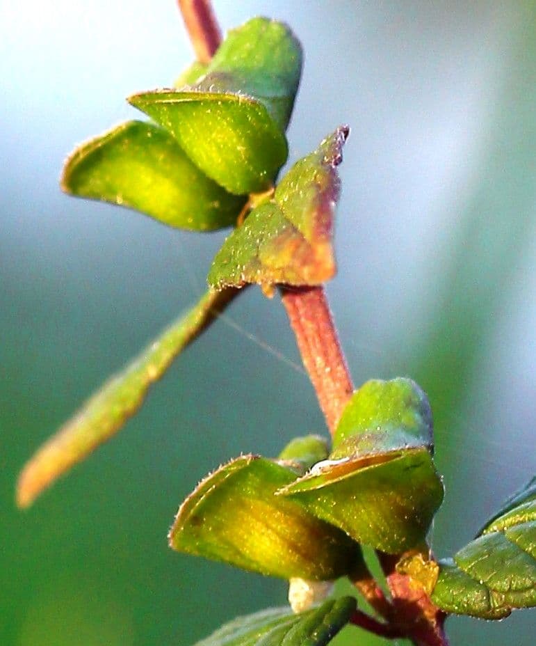 Scutellaria comune