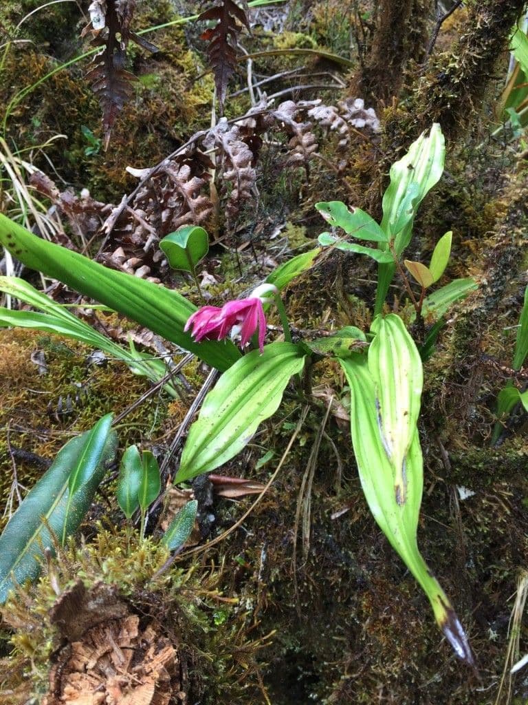 Schöner Phaius 10