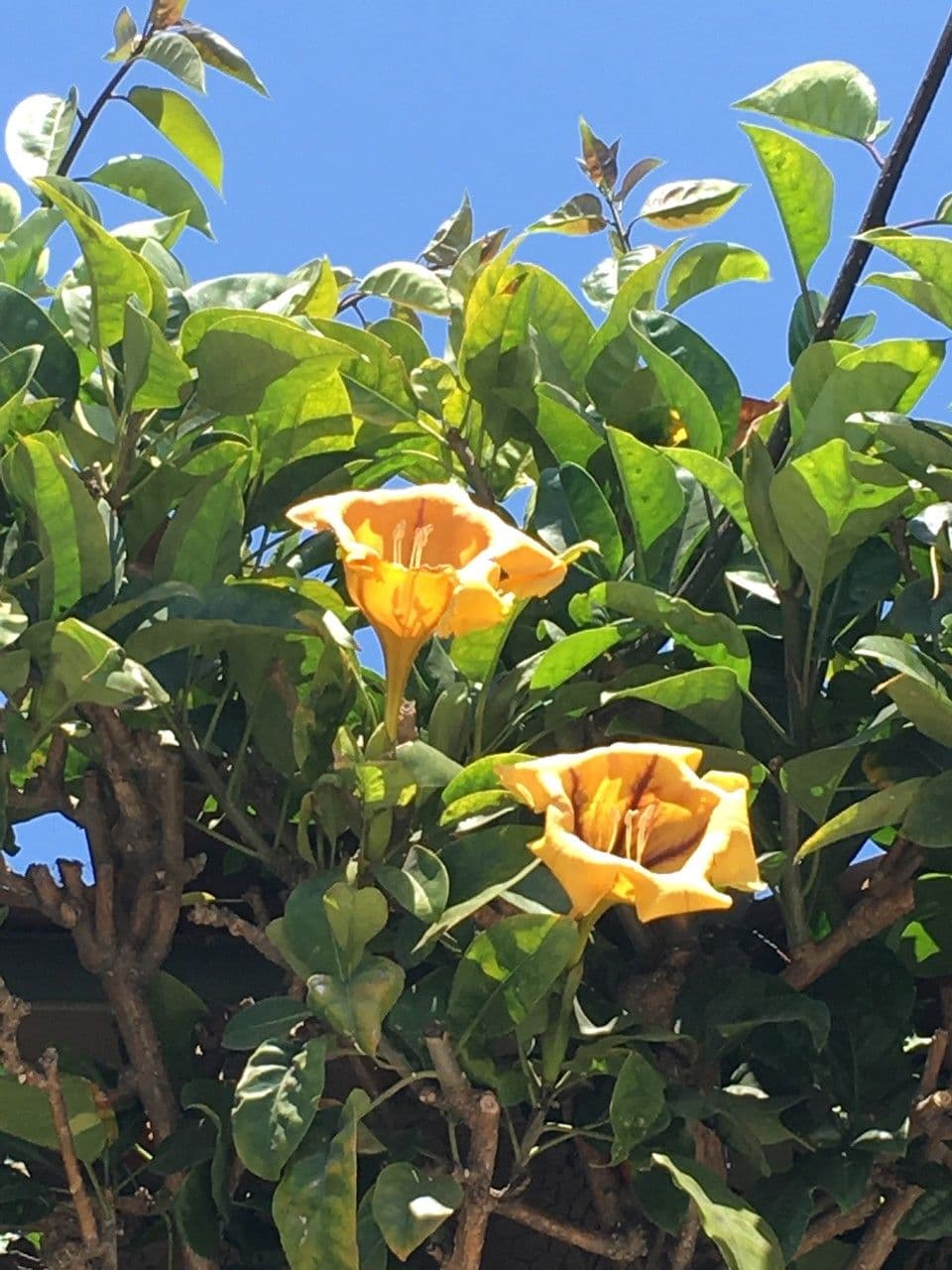 Kelchblume 25