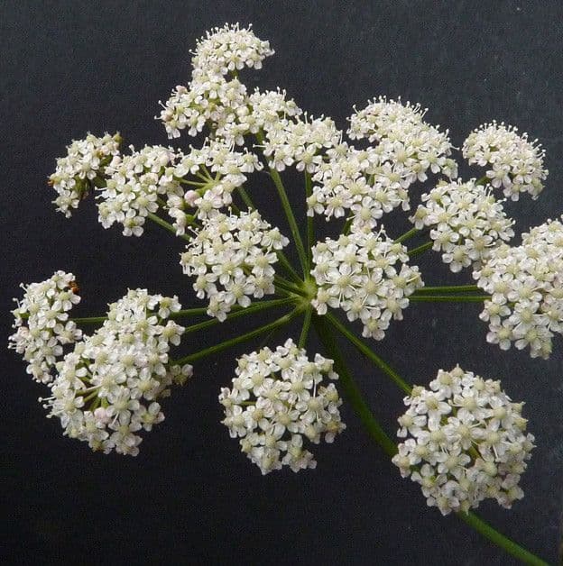 Peucedano gallico 8