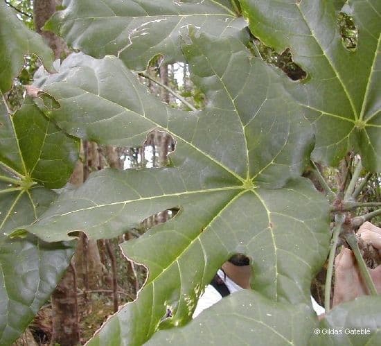 Acropogon 4