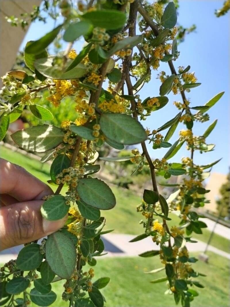 Azara dentata