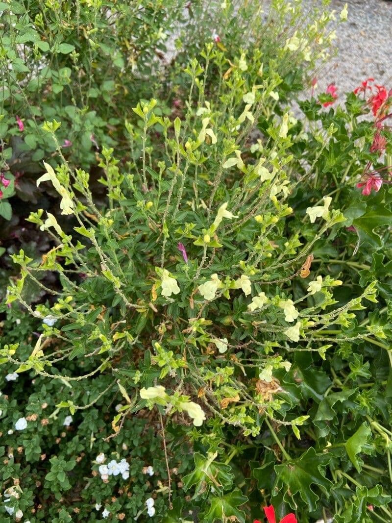 Salbei 7