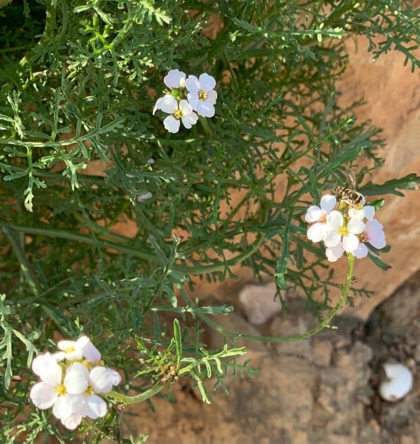 Erucaria
