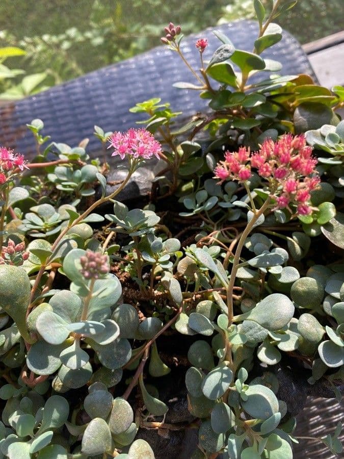 Sedum