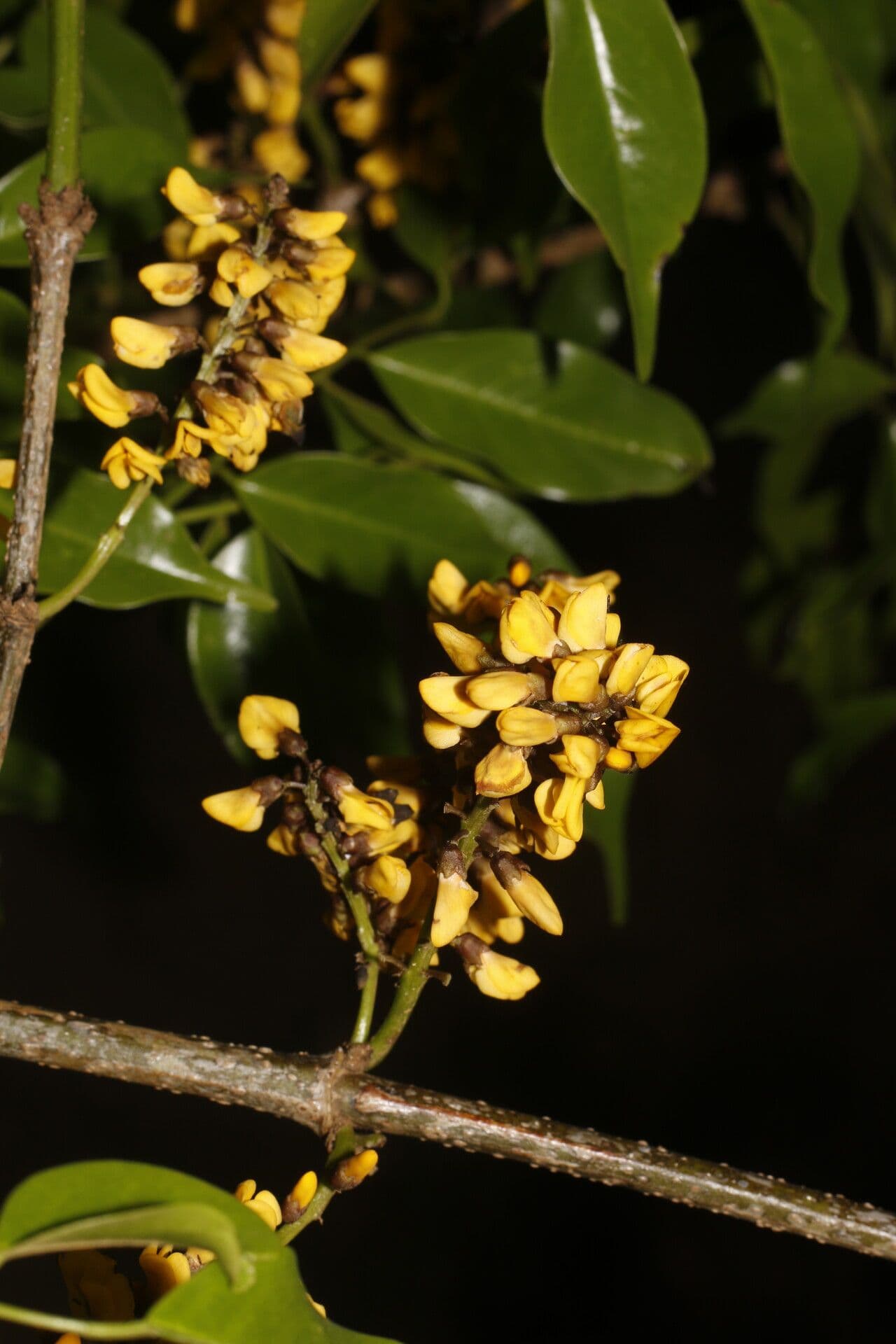 Platymiscium 5