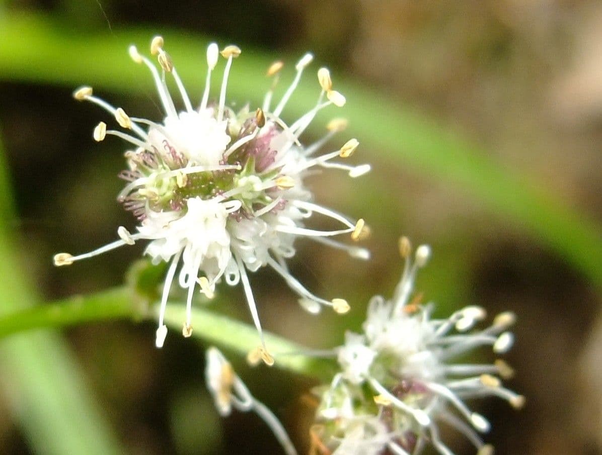 Sanikula 4