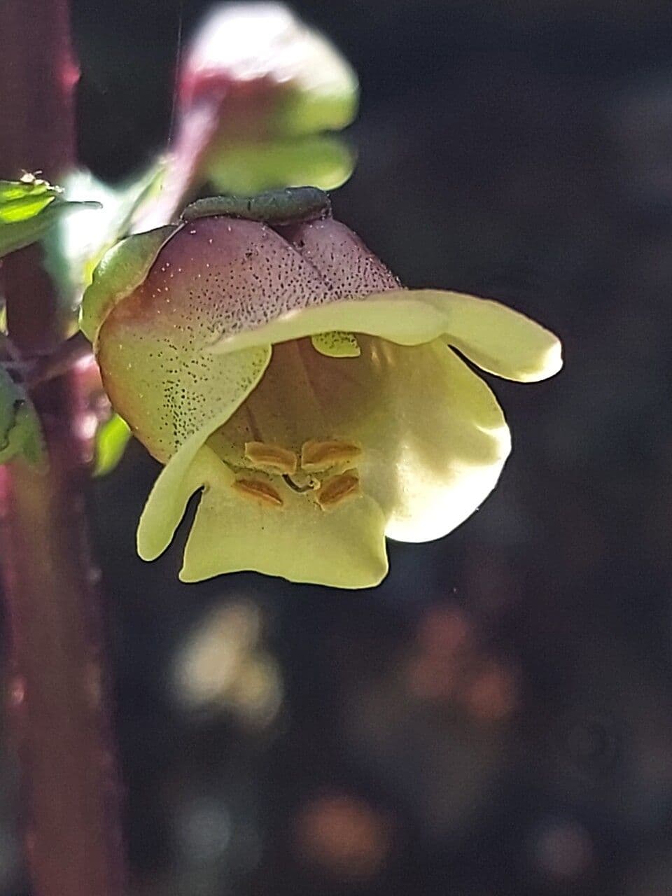 Scrophularia 7