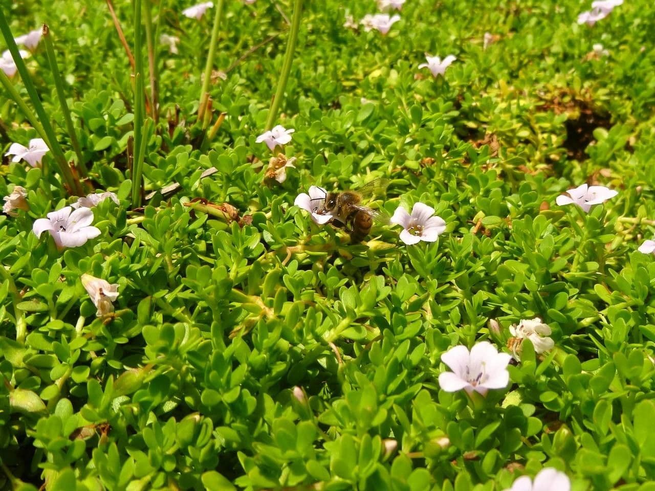 Brahmi 10