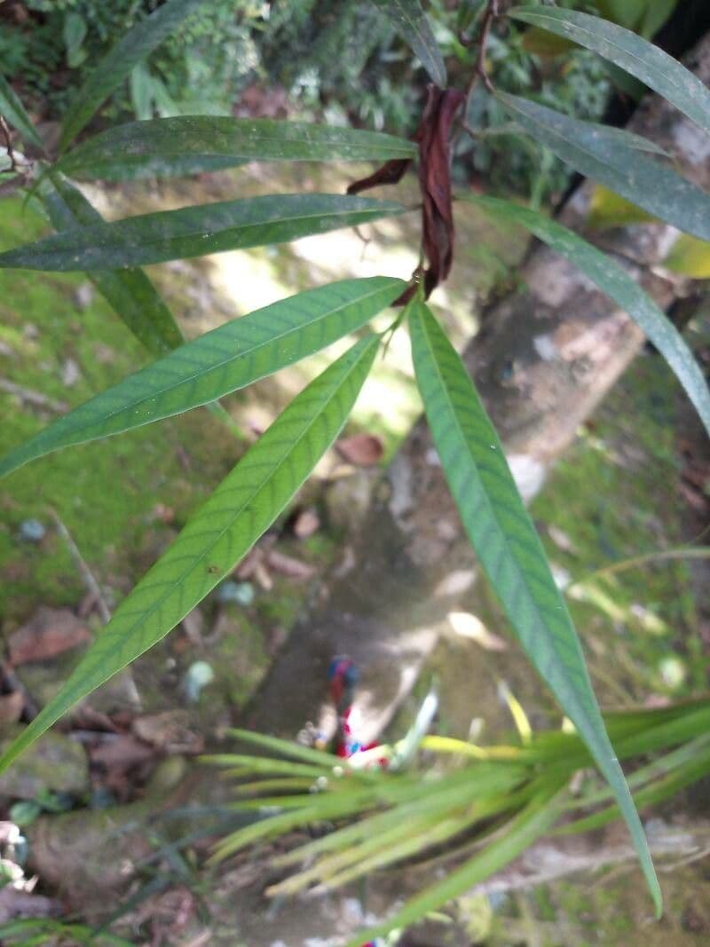 Dipterocarpus 4