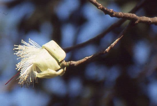 Ceiba 10