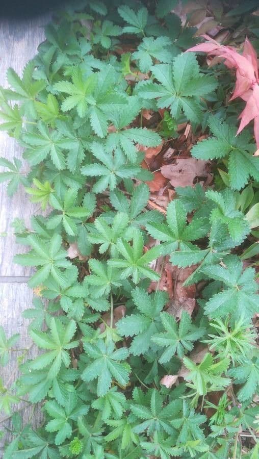 Potentilla eptafilla 15