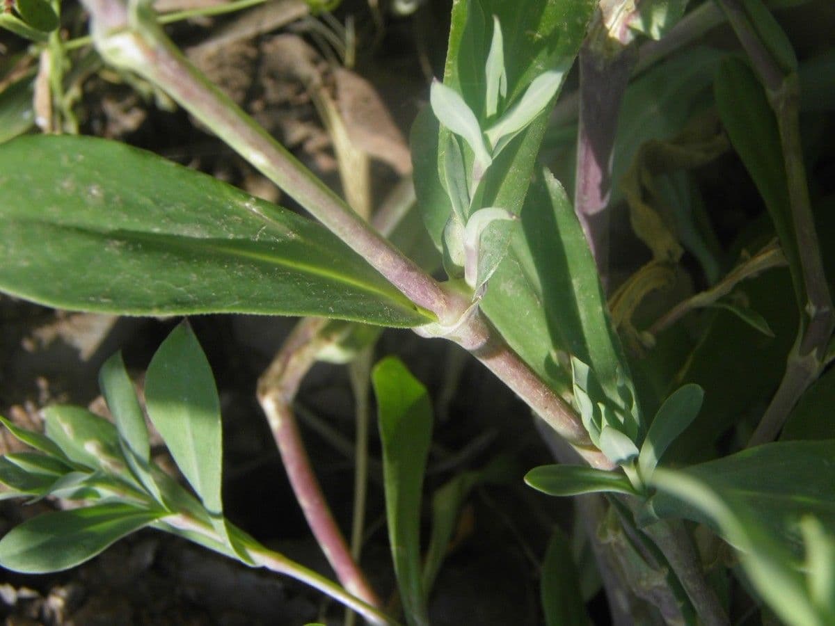 Silene pelosa 12