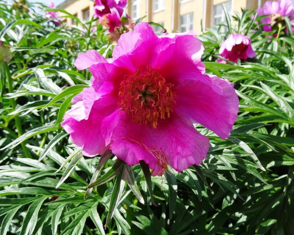 Peonia anomala 6