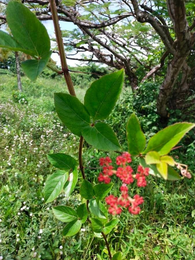 Cissus 7