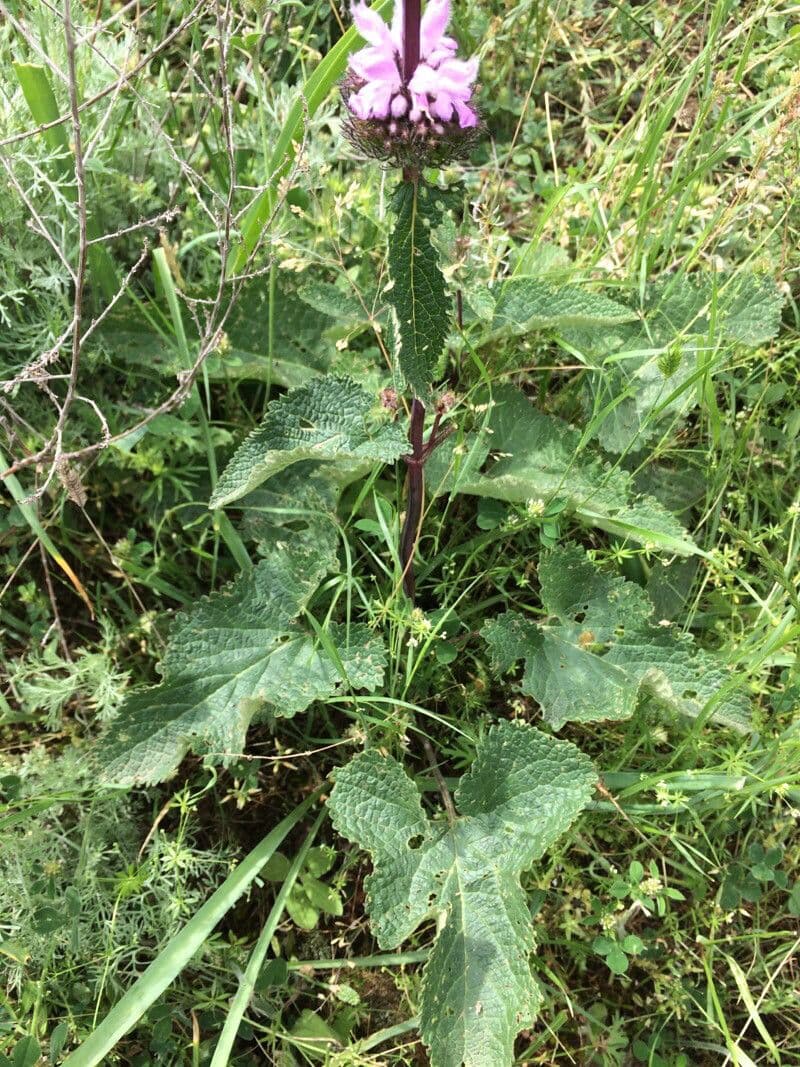 Phlomoides tuberosa 8