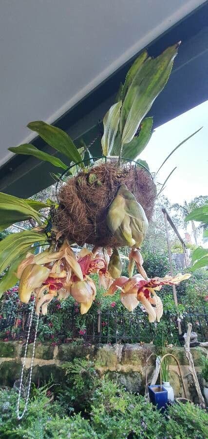 Stanhopea 3