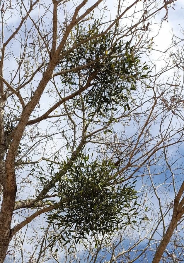 Phoradendron 10