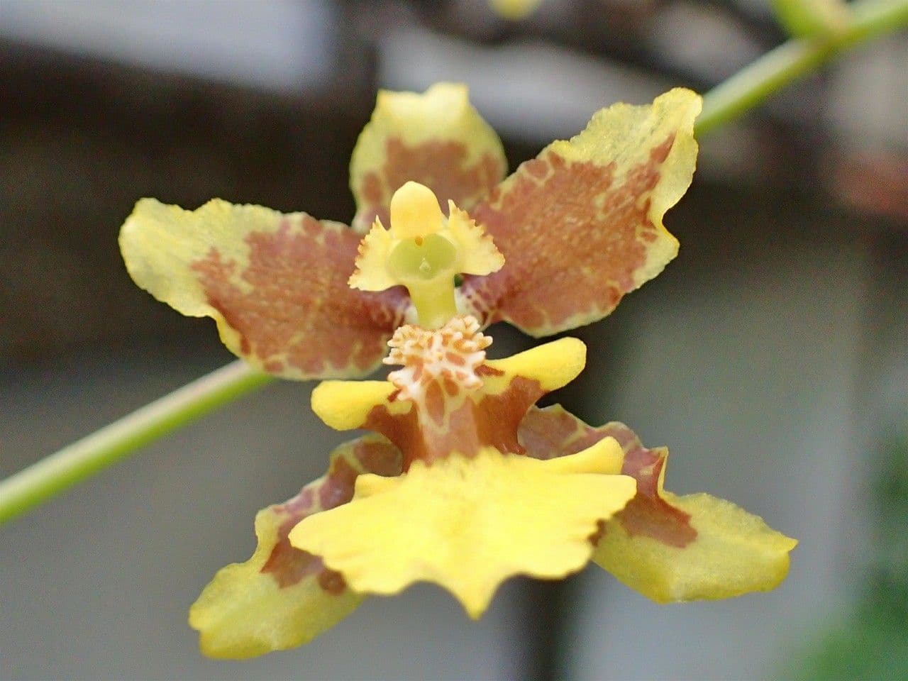 Oncidium 3