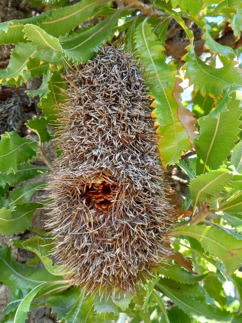 Banksia 7