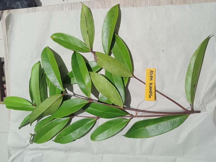 Garcinia 19